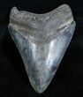 Glossy, Black Megalodon Tooth - #3701-1